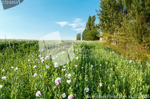 Image of agriculture poppy field