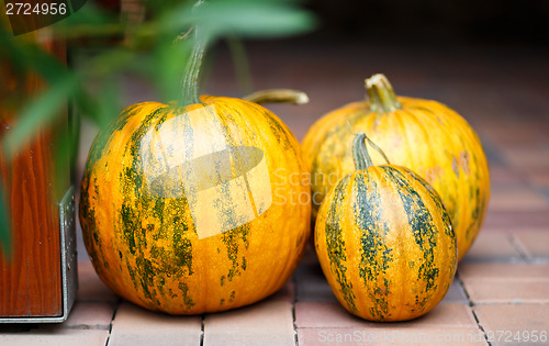 Image of Seasonal Pumpkins
