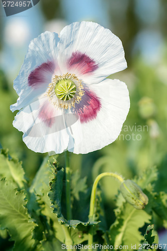 Image of agriculture poppy field