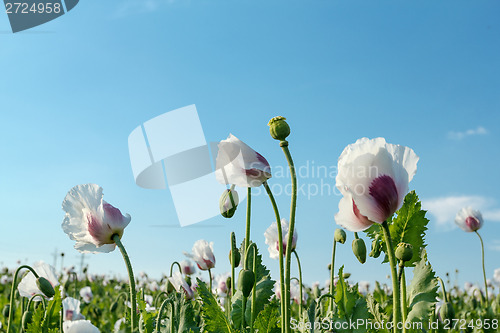 Image of agriculture poppy field