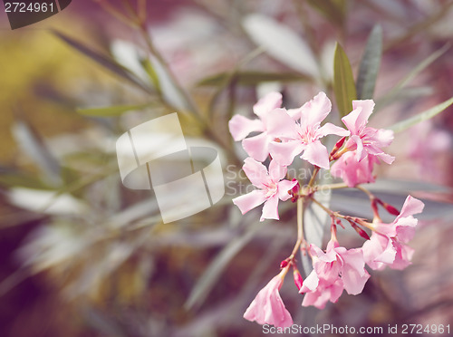 Image of spring flower in garden with shallow focus 