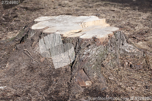 Image of big tree stump