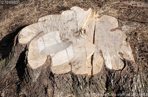 Image of big tree stump