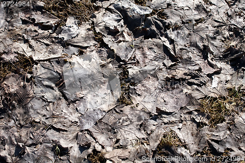 Image of mud rotten leaves pattern