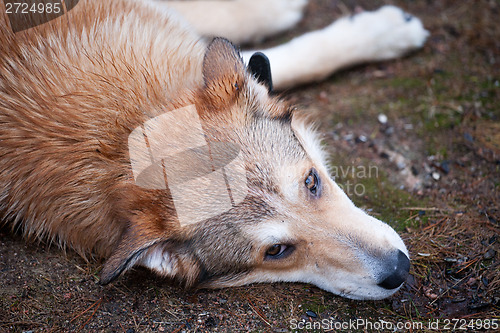 Image of sad dog laying on the ground