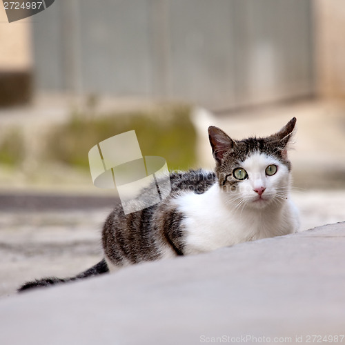 Image of street cat