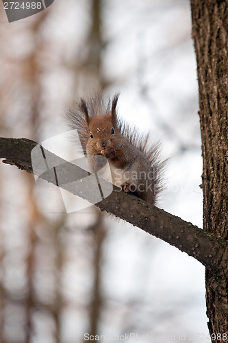 Image of red squirrel