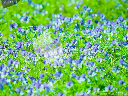 Image of Flowers