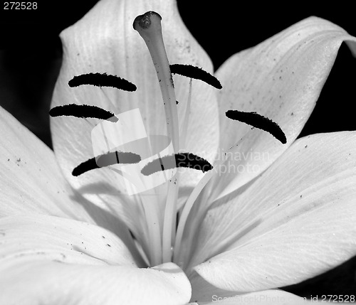 Image of white lily