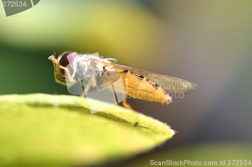 Image of Episyrphus balteatus