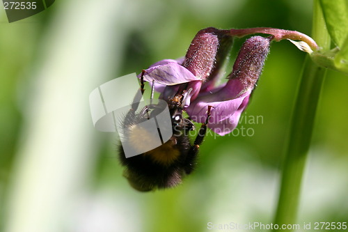 Image of bombus pratorum