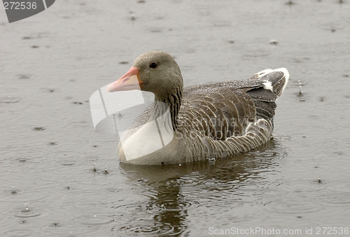 Image of Greylag goose