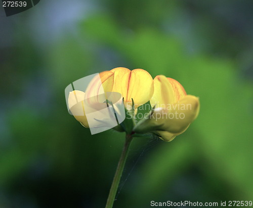 Image of yellow sommerflower