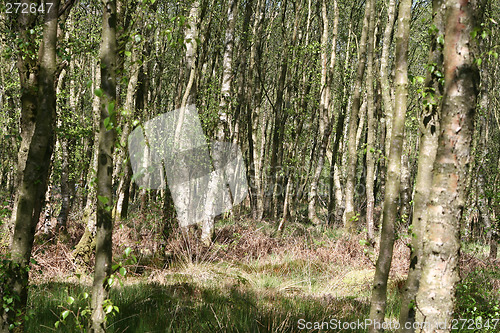 Image of young trees