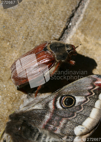 Image of moth and beetle