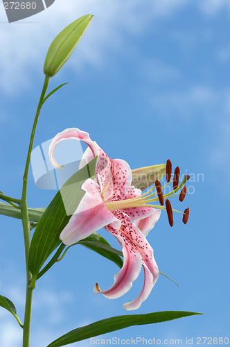 Image of Fragrant Oriental Lily