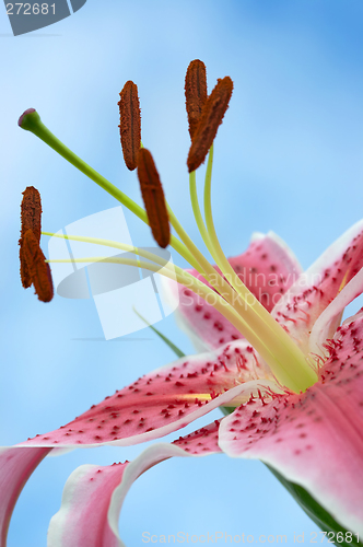 Image of Oriental lily bursting into bloom