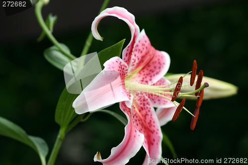 Image of Garden stargazer lily