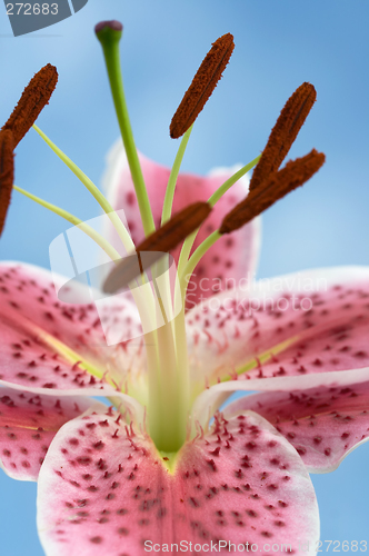 Image of Blooming Lily