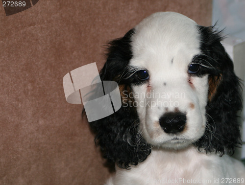 Image of cute puppy