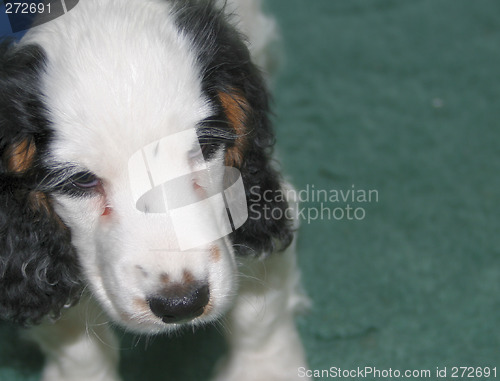 Image of cute puppy