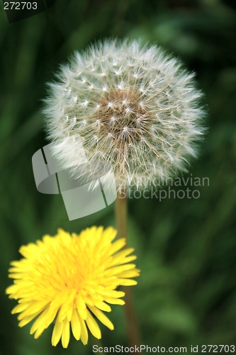 Image of dandelion