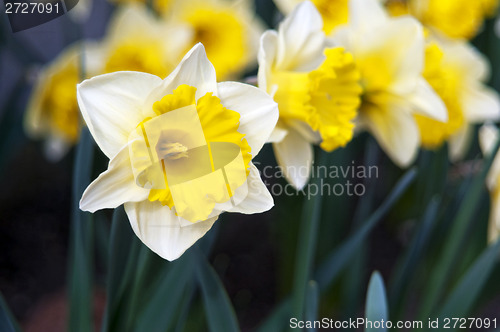 Image of Narcissus (plant), daffodil