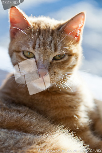 Image of Cat