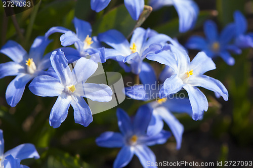 Image of Blue spring flowers