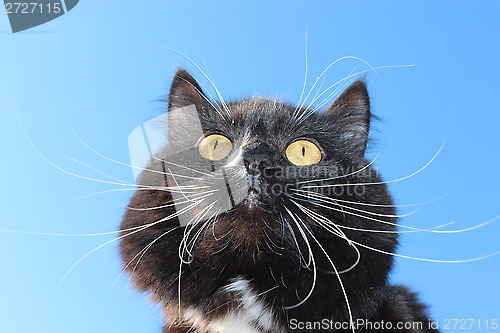 Image of black cat with white tie