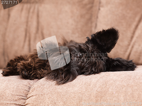 Image of Miniature schnauzer on couch