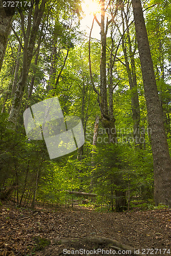 Image of Sunlight in the deep forest