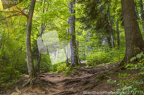 Image of Sunlight in the green forest