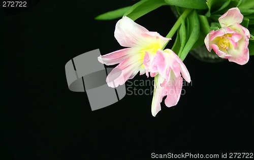 Image of tulips