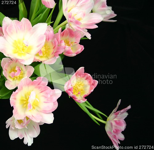 Image of tulips