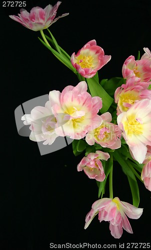 Image of tulips