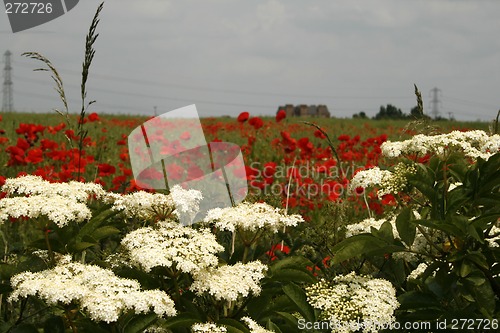 Image of poppy field