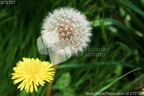 Image of dandelion