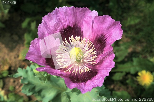Image of purple poppy