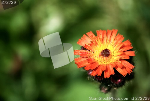 Image of orange wild flower