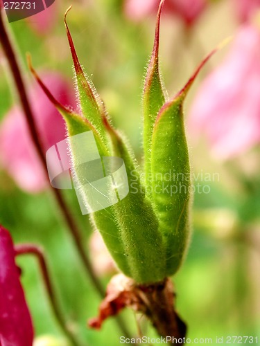Image of aquilegia seed pod