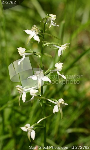 Image of platanthera bifolia