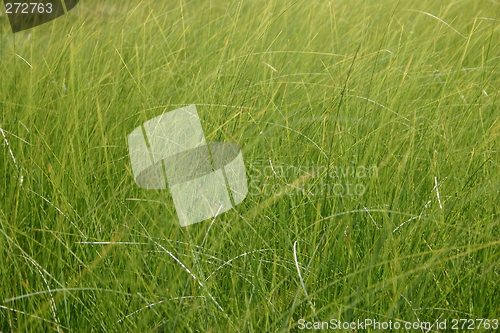 Image of gras background