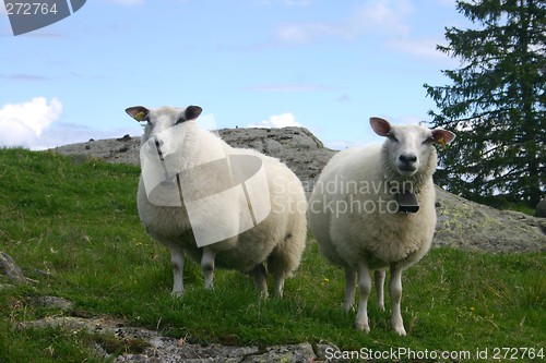 Image of two sheep at the dairy