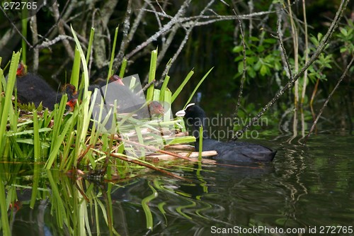 Image of Fulica atra nestling