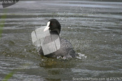 Image of Fulica atra having a bath