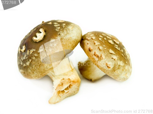 Image of Shiitake mushrooms
