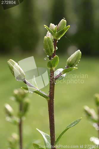 Image of lily bud