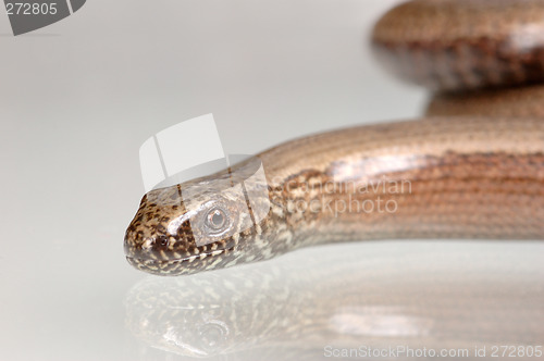 Image of Snake