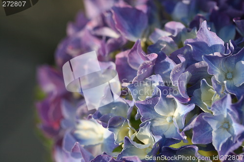 Image of Blue flower